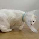 고양이 무마취미용 고미고미 화명점 이미지