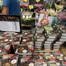스위스 쿱 마트 그린델발트, coop마트, 신라면, 밀크 초콜릿 후기