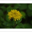 덕유대야영장 이미지