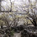 노오랗게 지리산 계곡을 뒤덮은 구례 산동 상위마을의 산수유꽃 이미지