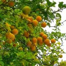 농협 앞 이미지