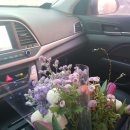 세복농장 | 농라 _ 내돈주고 산 세복농원 꽃 후기