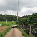 동산흑염소농장 이미지