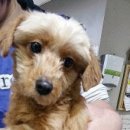 펫토피아 동물병원 이미지