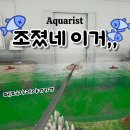 아쿠아리스트 | 물고기키우기게임 아쿠아리스트 너무 리얼해서 문제다
