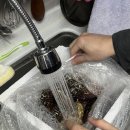 통영 제철 홍가리비 4kg, 인터넷으로 사서 집에서 배터지게 쪄먹은 솔직 후기