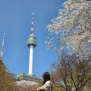 남산길 | 남산 벚꽃 개화 상황 실시간 둘레길 코스 후기