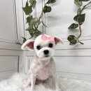 엔젤라독 이미지