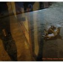 사하라동물병원 이미지