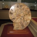 원숭이학교 자연사박물관 이미지