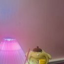 (주)주디마리전대 이미지