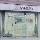 살롱드 퍼피 이미지