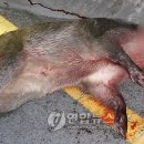 작전목장 이미지