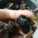 지리산구름정원 이미지