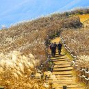 정선군 종합관광안내소 | 국내 억새 명소 추천 정선 민둥산 카르스트 지형에서 즐기는 트레킹