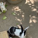 꼬꼬팜농장 | 나트랑 독채 숙소 퓨전리조트 깜란 수영장 마사지 무료