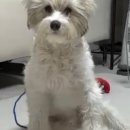 바로슬동물병원 이미지
