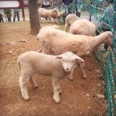 무쏘목장 이미지