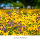 명월공원 이미지