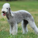 리베동물메디컬센터 이미지