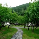 청도 과수원 글램핑타운 어울림 산책