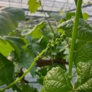 화수 농장 이미지