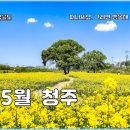 마령면 이팝나무길 | 청주 5월 가볼만한곳 이팝나무길 유채꽃 실시간 후기