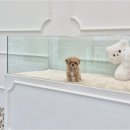 천안강아지분양 우리집퍼피 천안아산본점 (하이도그) 이미지