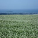 봉평메밀밭 이미지