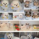 강아지 스케일링·발치(COHAT)와 피부종괴 제거｜분당 성남 노령견 치과·수술전문 P&amp;P 동물병원