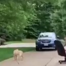 나는댕댕이다 이미지