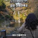 제주 천제연 난대림 | 2월 서귀포 여행코스 겨울 제주 천제연폭포 시간 3폭포 동백꽃