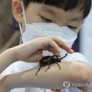 풍뎅이 이미지