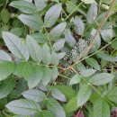 백선농장 이미지