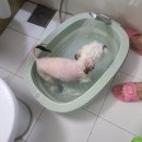 [강아지 스파 욕조] 허리통증 해방! 헤이테일 욕조 실사용 후기
