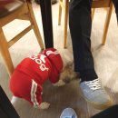 피자뽀끼 이미지