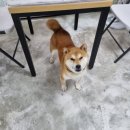 수원시바견