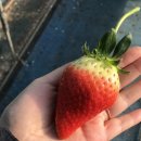 요섭농장 이미지