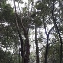 고성리-18 이미지