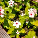 화무십일홍(花無十日紅)뜻 이미지