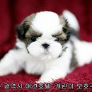 개린이보호구역 이미지