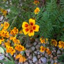 메리골드 이미지