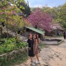 카페띠아모서천서도점 | 개심사, 문수사 겹벚꽃 찍고. 마량리 동백나무숲까지. 마무리는 이쁜 씨뷰카페 띠아모 서천서도점.