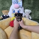 장평펫샵(장평동물병원) | 광주강아지분양 펫샵 펫왕국