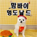 나무애견유치원 이미지