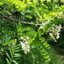 드림개발 이미지