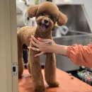 희야네 애견미용실 이미지