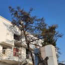 옛 도청의 오월 역사나무들 이미지