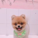 살롱드 꽃개 이미지