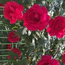 장미셀프주유소 이미지